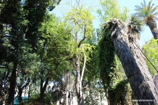 Ginkgo Orto Botanico Catania